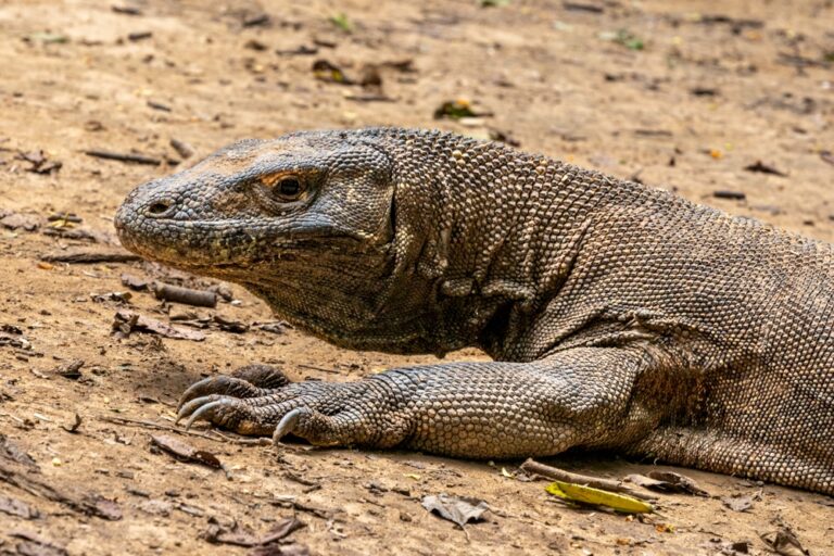 Komodo Island